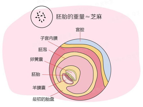 孕期40周指南 怀孕第4周 受精卵刚完成着床