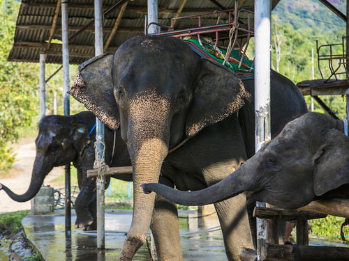 泰国网友抱怨 中国游客再不来,我们的大象都要 失业 了