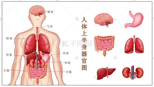 心肝肺插画 心肝肺配图 千库网 