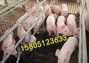 抚州小猪多少钱一斤 江西哪里有仔猪出售价格便宜品种好
