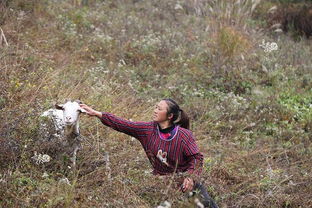 秦楚飞地牧羊女与她的十里羊道 