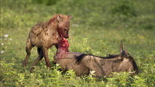 非洲鬣狗直接活着掏开角马肚子 看着都痛 