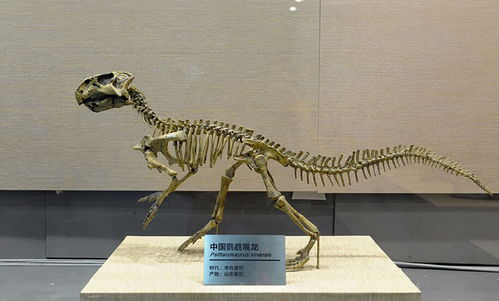 裸眼3D恐龙展开幕 棘鼻青岛龙首次回家 