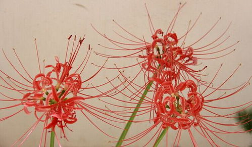 单抽一根茎干花像蟹爪菊是什么花 