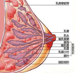 为什么娜扎 雪莉 欧阳娜娜都拒绝穿内衣 