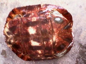 大家帮我看看,该龟品种 乌龟来自河中,是一只野生龟,重2000K,肚皮为红色, 