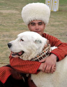土库曼民族的守护者 阿拉拜犬