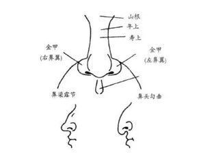 从鼻子看财运 面相