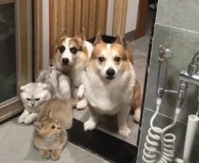 主人去厕所,猫狗都来围观赶趁热的,网友 就怕你一人独享