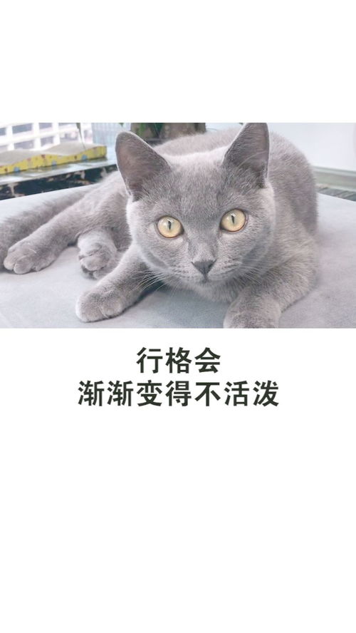 猫咪的3大禁忌行为你有没有 