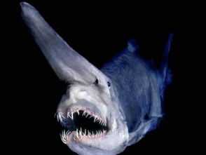 这十种深海动物堪称外星来客,居然一个比一个丑陋