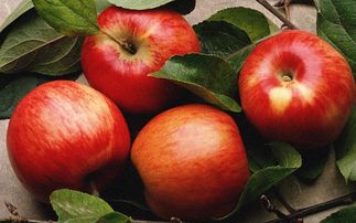 苹果什么季节成熟,为什么一年四季都能买到苹果？
