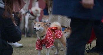 定了 东莞养犬30日内要登记,违法记分记满不得再养