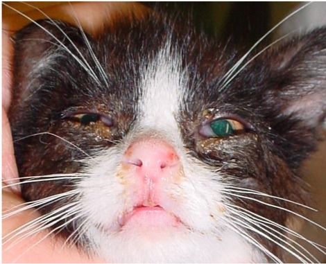 猫鼻支是什么 猫疱疹病毒