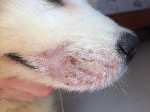 狗狗皮肤被真菌感染用什么办法治疗 