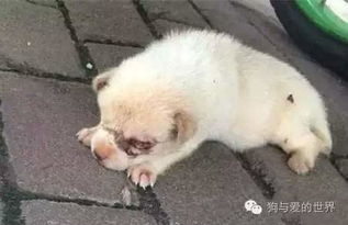 愤怒 长沙3只刚出生小狗被虐待挖掉双眼 
