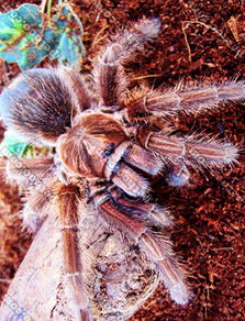 海地咖啡食鸟蜘蛛吃什么 海地咖啡食鸟蜘蛛怎么养有毒吗和多少钱一只 爱宠网 