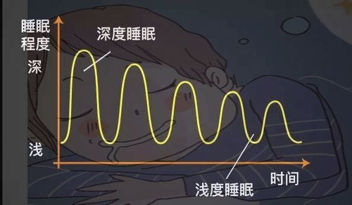 睡眠周期冷知识(睡眠周期包含哪些)