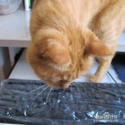 清理键盘猫毛的小窍门 