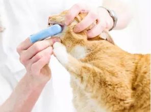 猫咪嘴巴要刷牙吗,猫牙齿脏嘴有味刷牙吗