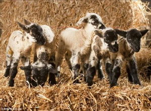 羊一年生几胎啊,一胎生几个呢,谢谢 