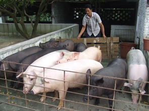 养猪的前景如何 未来的养猪散养户们有前途吗 