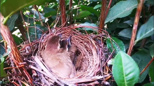 鸟蛋孵化过程,从出生到会飞两周就完成,太神奇了