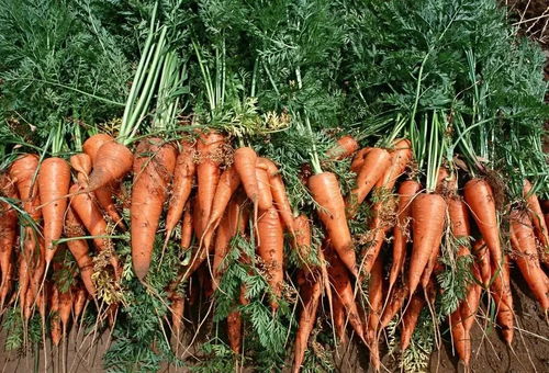胡萝卜发芽怎么种植,山胡萝卜的种子的催芽方法？