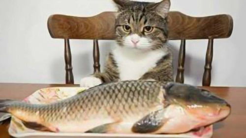 猫吃鱼为什么不会被鱼刺卡到 镜头放慢50倍后,终于解开疑惑 