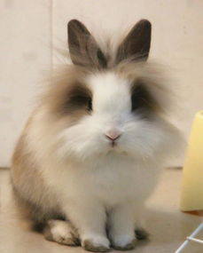 适合家养的宠物兔,你都知道名字吗,超软萌的垂耳兔你爱了吗