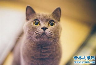 世界十大最受欢迎宠物猫品种 暹罗猫成为最热门短毛猫 2 