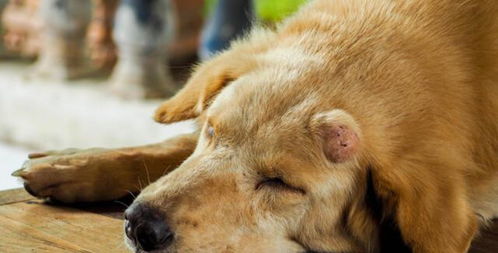 狗狗身上出现了肿块,是什么原因导致的 这可能是某些疾病的征兆