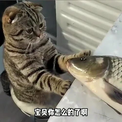 小猫咪能有什么坏心思 鱼 想吃就吃,别虚情假意的恶心我 