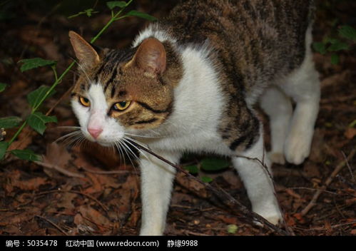 行走在鞍山玉佛山上的猫高清图片下载 红动网 