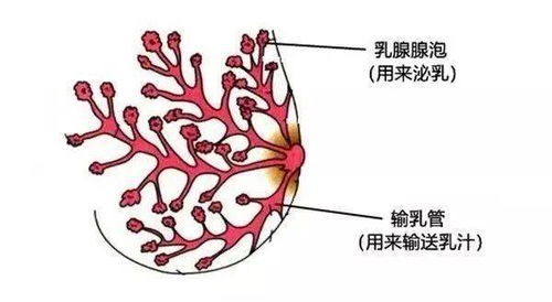 催产素还能 催 乳,真是一对 黄金搭档