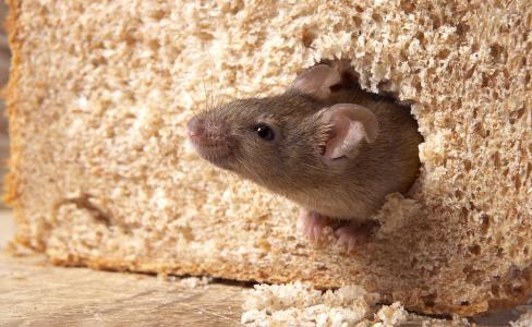 老鼠为什么能钻进很小的洞里 