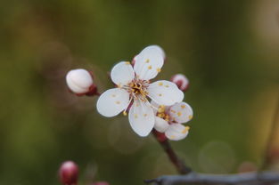 梅花之赞，那些形容梅花的绝美词语，有哪些赞美梅花的词语呢