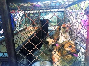 呼和浩特警方昨日收缴132条流浪犬 