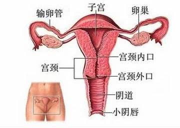 分娩过程中所说的骨缝开几指到底是什么意思