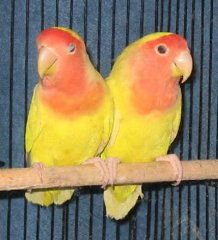 脑袋红橙色,羽毛黄色的鹦鹉是什么品种 