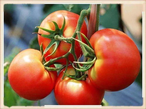 西红柿别放冰箱保存,教你简单土方法,长时间保存一样新鲜