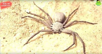 17张照片证明蜘蛛才是最恐怖的生物,慎入 内含世界上最毒的5种