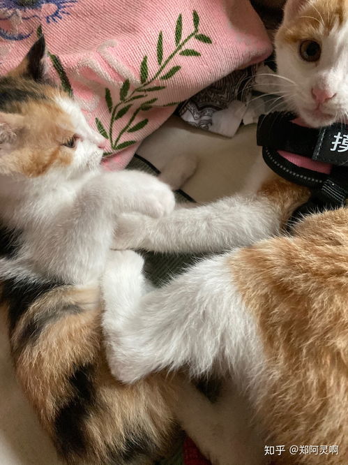家里的两只小猫一直打架怎么办 