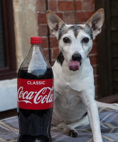 英狗狗每日要喝可乐 掉12颗牙仍偏爱甜食 