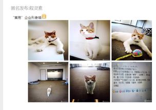 团建小编VS猫奴小编 本周爆发了CS之战与晒猫大战