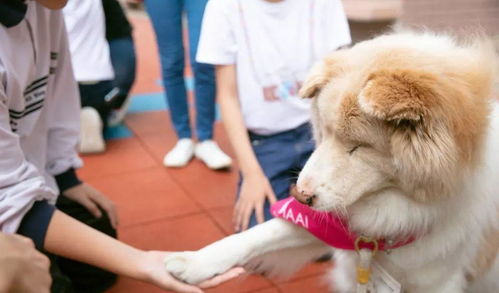 香港研究表明, 小学生养狗有好处, 可以调节情绪抗抑郁