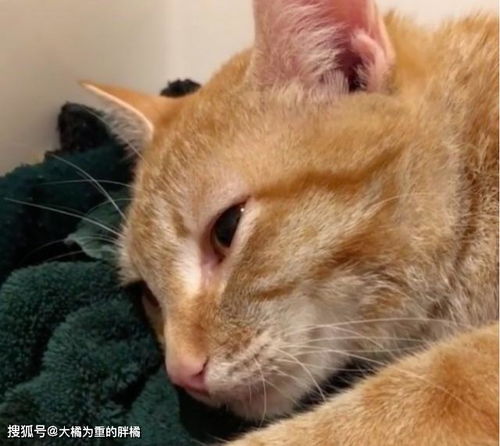 橘猫生完小猫后身体瘫痪,即使如此仍在喂着小猫,母爱感动了众人