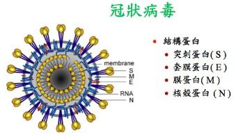 什么是新型冠状病毒