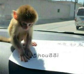 个人养猴子犯法吗猴子宠物专卖店什么猴子可以养哪里有卖猴子的