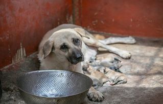 韩国1年要吃掉200万只狗,被爆出给狗吃垃圾,狗肉老板 我太穷了